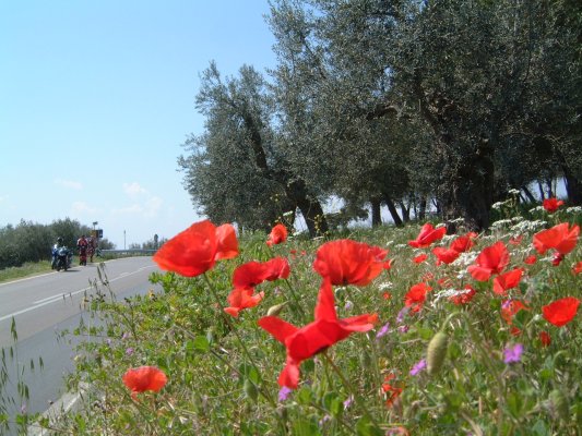 oberhalb des Lago di Trasimeno
